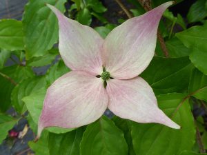 Cornus kousa 'Dwarf Pink Select'-0