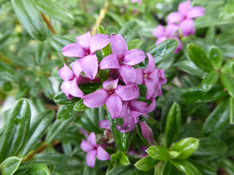 Daphne x susannae ‘Cheriton’-0