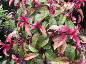 Fuchsia 'Happy Birthday'-0