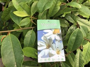 Magnolia laevifolia 'Fairy White'-0