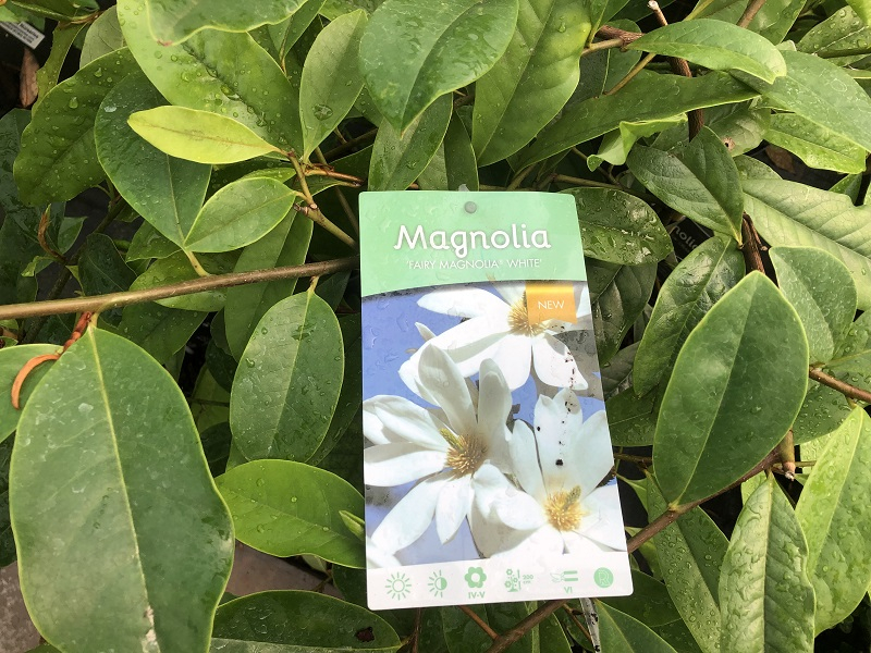 Magnolia laevifolia 'Fairy White'-0