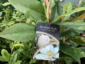 Magnolia grandiflora 'Little Gem'-0
