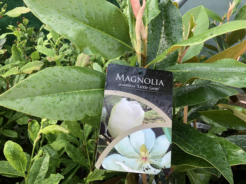 Magnolia grandiflora 'Little Gem'-0