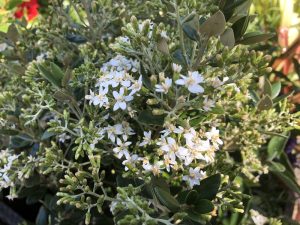 Olearia x haastii-0