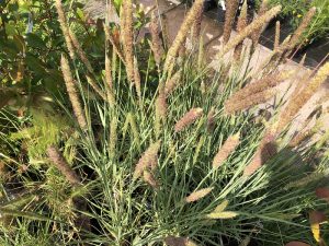 Pennisetum macrourum 'Short Stuff'-0