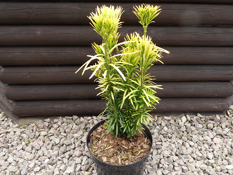 Cephalotaxus harringtonia 'Korean Gold'-0