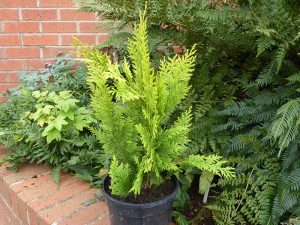 Chamaecyparis lawsoniana 'Yvonne'-0