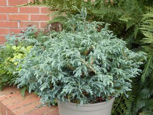 Chamaecyparis pisifera 'Baby Blue'-0