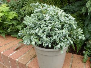 Chamaecyparis pisifera 'CurlyTop'-0