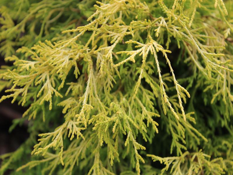 Chamaecyparis pisifera 'Filifera Aurea'-20687