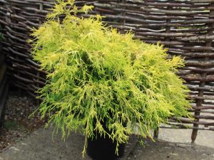 Chamaecyparis pisifera 'Filifera Aurea'-0