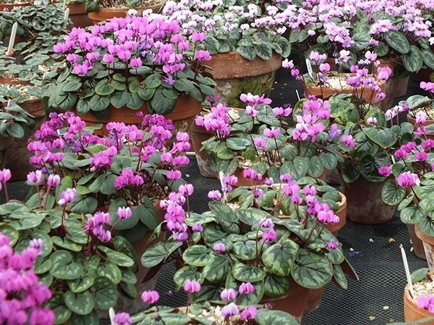 Cyclamen coum Mixed Collection of 12 plants-0