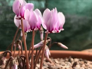 Cyclamen hederifolium subsp. crassifolium 'Silver Shield'-0