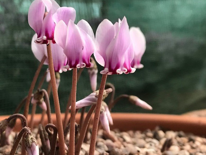 Cyclamen hederifolium subsp. crassifolium 'Silver Shield'-0