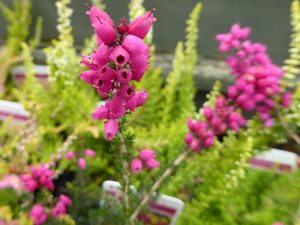 Erica cinerea 'C.D. Eason' (9cm pot)-0