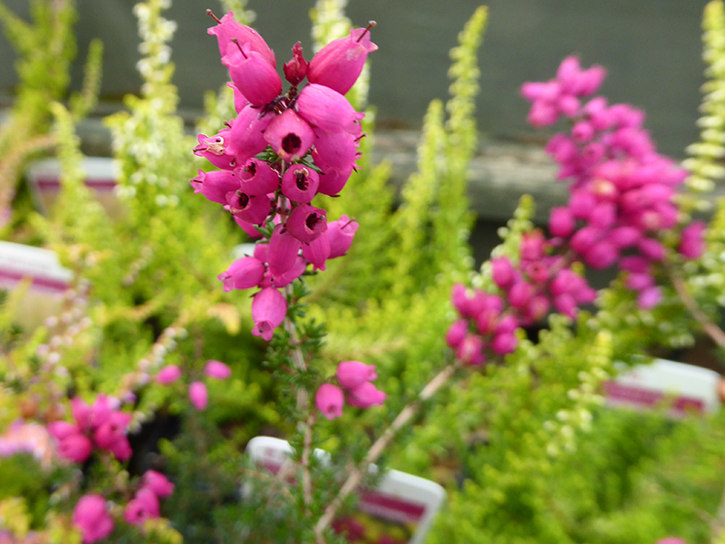 Erica cinerea 'C.D. Eason' (9cm pot)-0