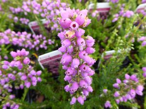 Erica cinerea 'Cevennes' (9cm pot)-0