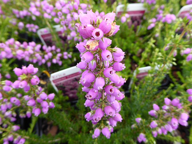 Erica cinerea 'Cevennes' (9cm pot)-0