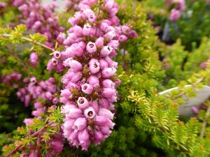Erica cinerea 'Golden Charm' (9cm pot)-0