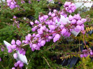 Erica cinerea 'My Love'' (9cm pot)-0