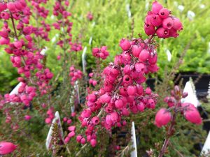 Erica cinerea 'Stephen Davis' (9cm pot)-0