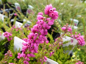 Erica cinerea 'Summer Gold' (9cm pot)-0