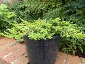 Juniperus communis 'Goldschatz'-0