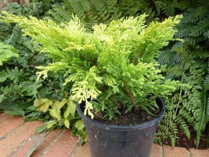 Juniperus horizontalis 'Lime Glow'-0