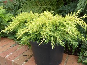 Juniperus x media 'Golden Saucer'-0