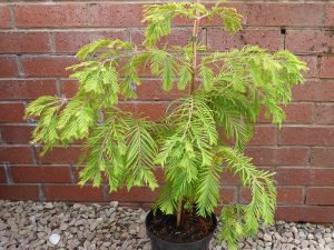 Metasequoia glyptostroboides 'Matthaei'-0