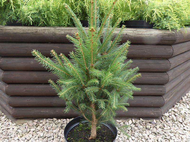 Picea abies 'Cupressina'-0