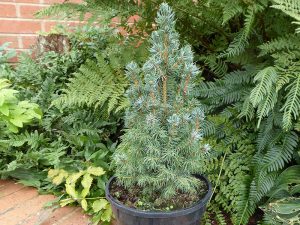 Picea glauca 'Sanders Blue'-0