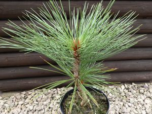 Pinus jeffreyi 'Joppi'-0