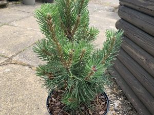 Pinus mugo 'Columbo'-0