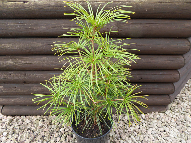 Sciadopitys verticillata-0