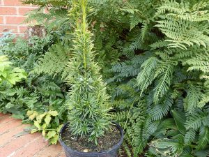 Taxus baccata 'Fastigiata Aureomarginata'-0