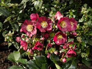 Helleborus HGC Ice n' Roses 'Benotta'-0