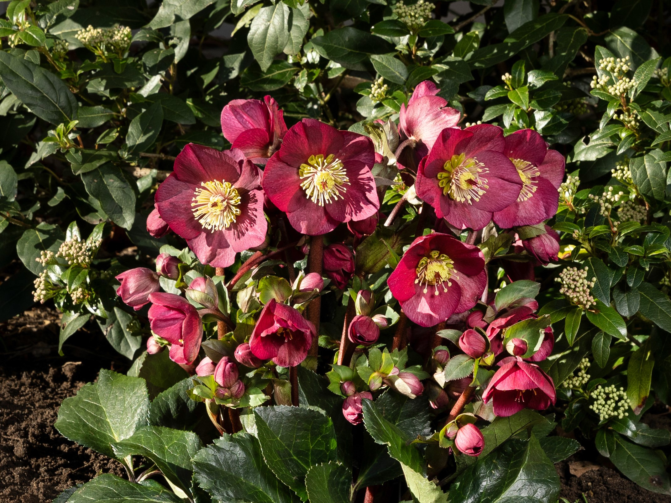 Helleborus HGC Ice n' Roses 'Benotta'-0