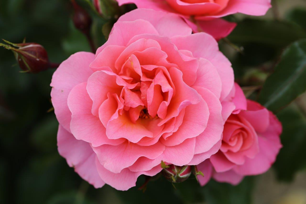 Rosa floribunda Anne's Rose-20999