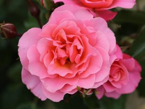Rosa floribunda Anne's Rose-0