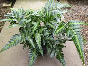 Arachnoides aristata 'Variegata' (East India Holly Fern)-0