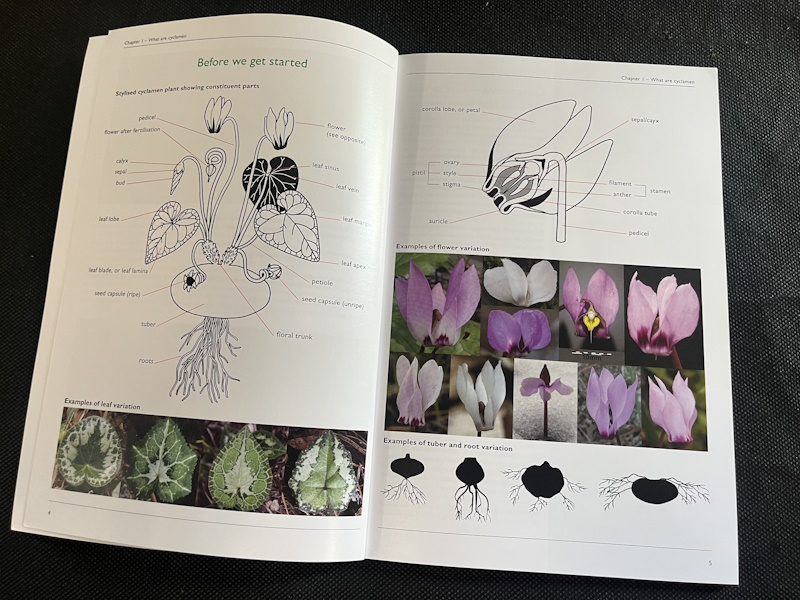 Cyclamen - A concise guide. Martyn Denney - The Cyclamen Society.-26093