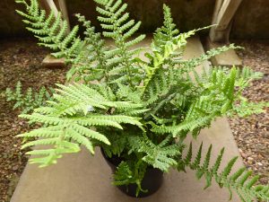 Dryopteris affinis (Scaly Male Fern)-0