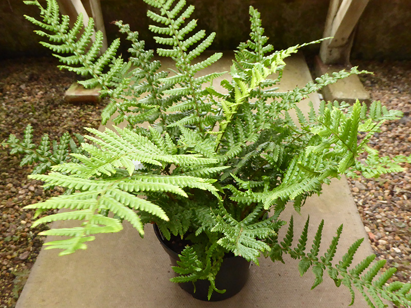 Dryopteris affinis (Scaly Male Fern)-0