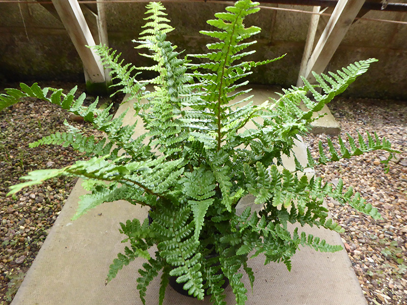 Dryopteris affinis 'Pinderi' (Scaly Male Fern)-0