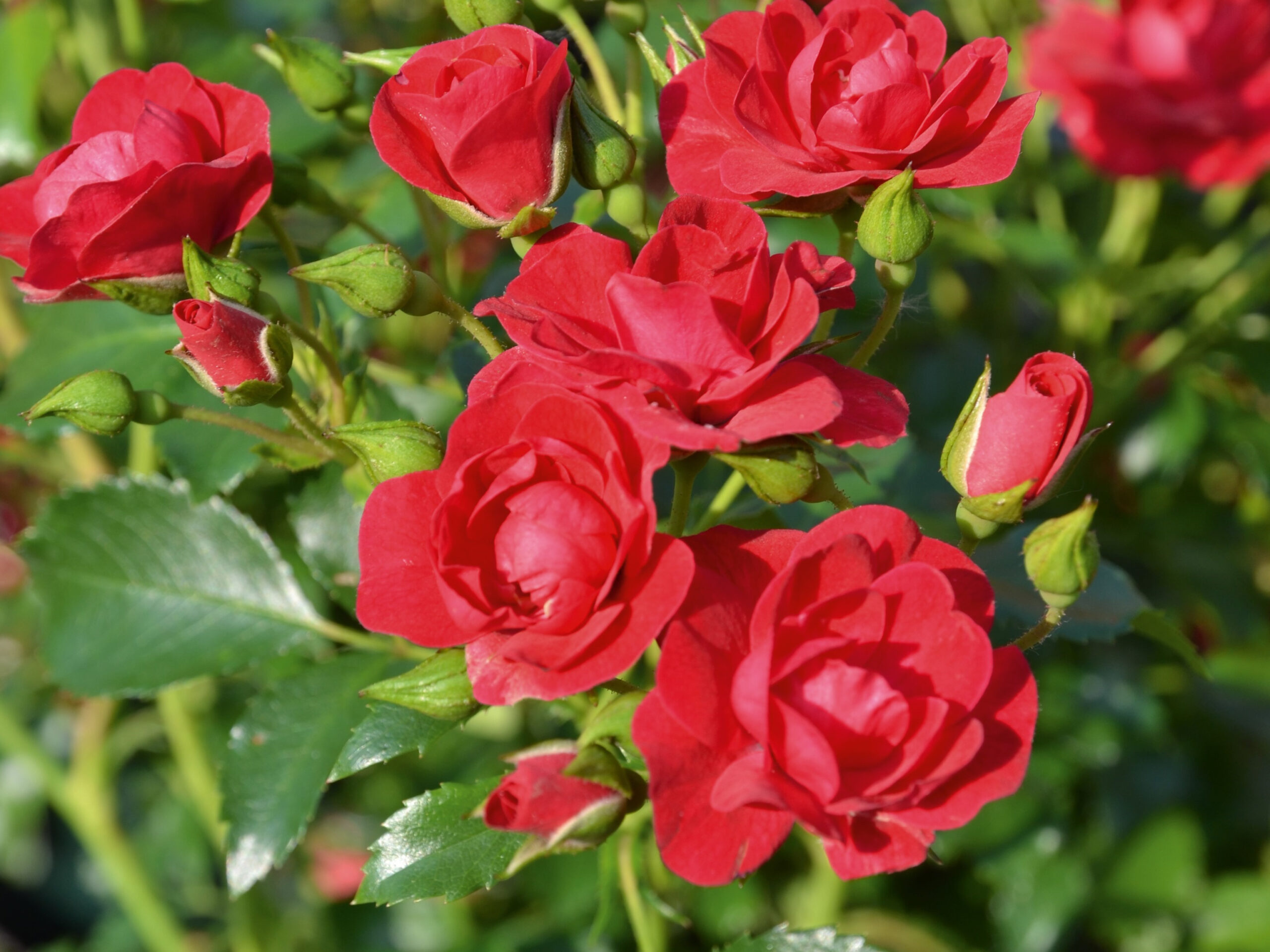 Rosa Flower Carpet 'Cherry' (Noa20054)-0
