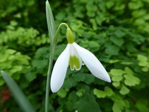 Galanthus 'Dryad Gold Charm'-0