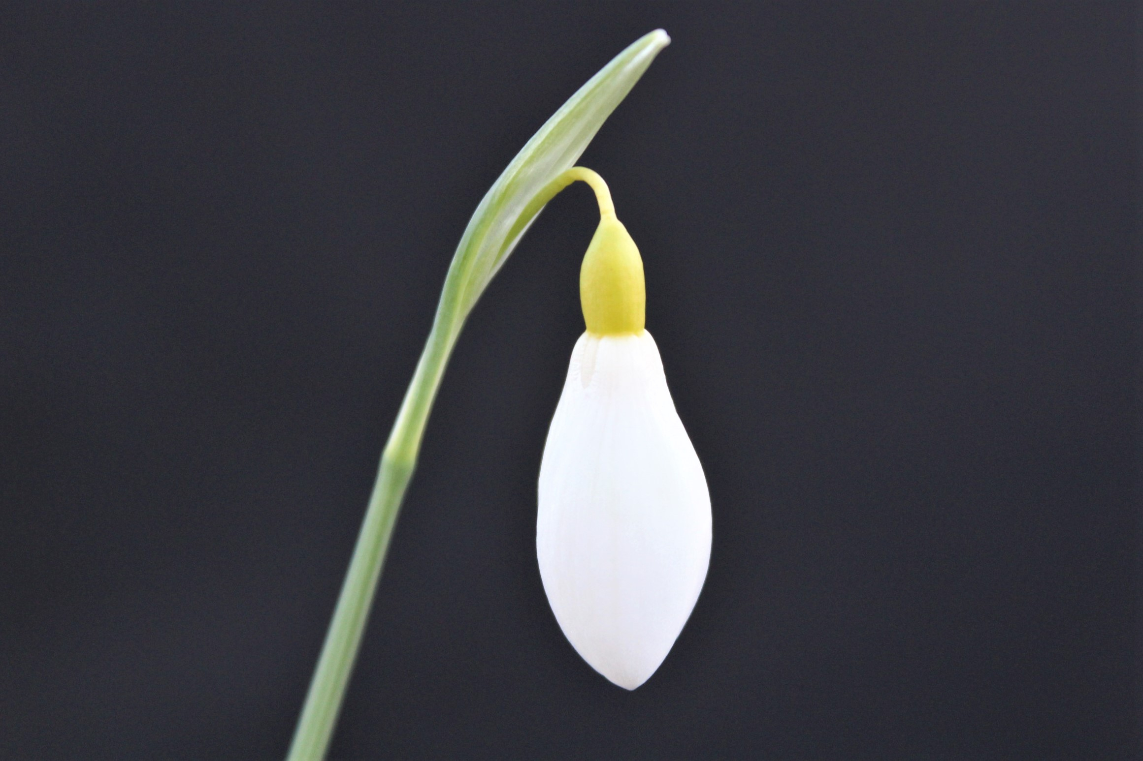 Galanthus 'Dryad Gold Star'-21233