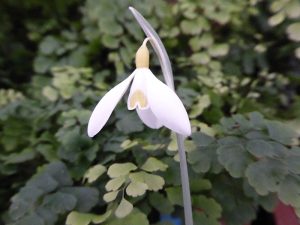 Galanthus 'Dryad Gold Star'-0