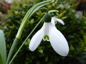 Galanthus elwesii var. monostictus 'G.F.Handel'-0